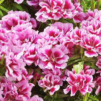 Семена Годеция Рембрандт Florium (726414)