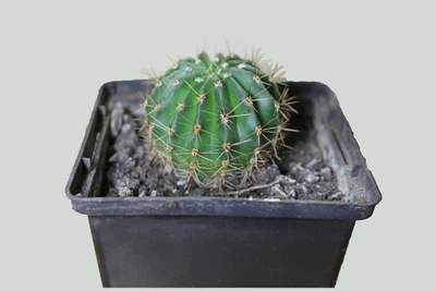 Echinopsis Eyriesii Диаметр 5,3 См.