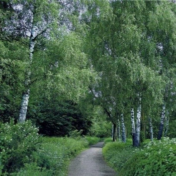 Фотошпалери проста папір Березова алея 15 аркушів 201 см х 242 см (121199)
