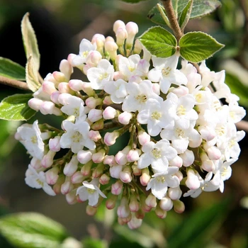 Калина Бурквуда / Viburnum burkwoodii 'Anne Russel' С3 / Н 40-60