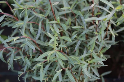 Ива пурпурная /Salix purpurea С2/Н100-140