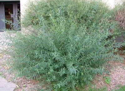 Верба пурпурова Nana/ Salix purpurea Nana C3, Н 80-100