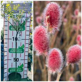 Ива тонкостолбиковая 'Mt Aso' / Salix gracilistyla 'Mt Aso' С7.5/ Ра120-140