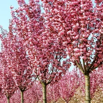 Сакура Канзан / Prunus serrulata Kanzan С30/ Ра 180/ Н220/ обх 10