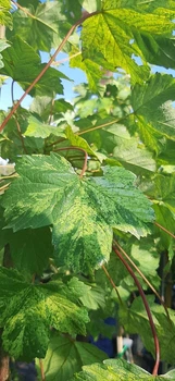 Клен ложноплатановый Саймон Льюис Фререс/Acer pseudoplatanus Simon Louis Freres С10 Ра120 Н140