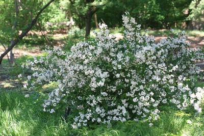 Дейція Rosea Campanulata / Deutzia Rosea Campanulata С3 60-80