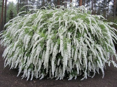 Спирея тунберга / Spiraea thunbergii С4 Н20-30