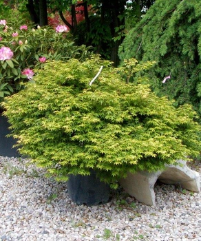 Клен пальмолистный Литтл Принцесс / Acer palmatum Little Princess С7.5 / Н60-80