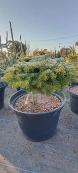 Ялиця норманда Geusert / Abies nordmanniana Geusert С20 Pa30 d 30-40