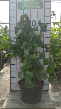 Лещина обыкновенная / Corylus avellana"Contorta" С10, Н 80-100