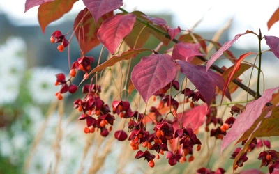 Бересклет плоскочерешковый / Euonymus planipes С20 Н 40-60