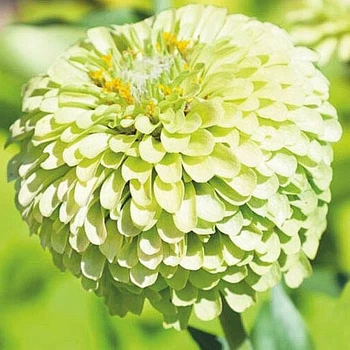 Цінія Лайм Квін Зелений Насіння Florium (726689)