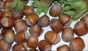 Лещина Mortarella / Corylus Mortarella С7.5 /Н 100-120