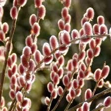 Ива тонкостолбиковая Маунт Асо / Salix gracilistyla Mount Aso, С3, 30-40см.