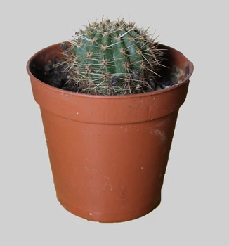 Echinopsis Eyriesii ⌀35 h35