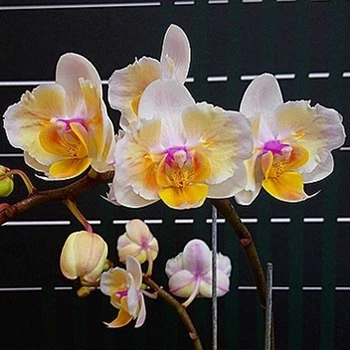 Орхидея (нецветущий подросток) TopDreams Phal. Good Idea бабочка PF-5009 в размере 1.7