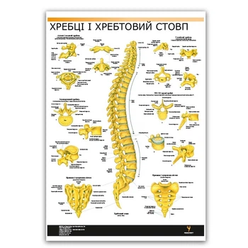 Плакат "Хребет людини" Медіспорт укр язык
