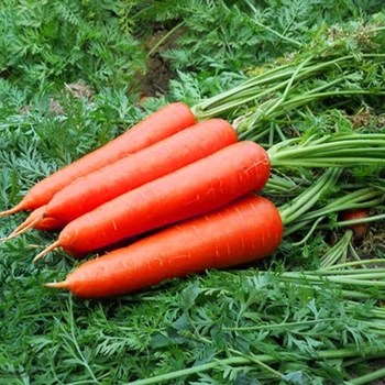 Морква Без серцевини 20 г Фасовані насіння