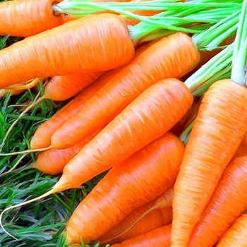 Морква Королева осені 20 г Фасовані насіння
