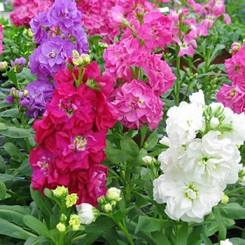 Левкой Королевская смесь Florium (726839)