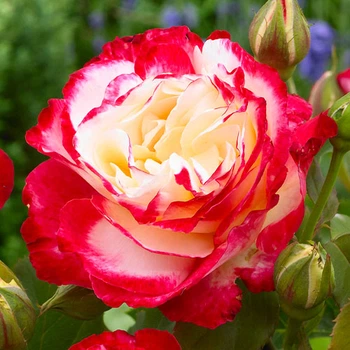 Роза Double Delight Florium