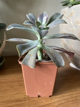 Суккулент Граптоверия Фред Ивз (Graptoveria Fred Ives), контейнер 9*9*10 см (s022m)