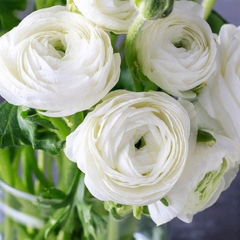 Лютик Ranunculus Tomer White луковиця Matla Flowers