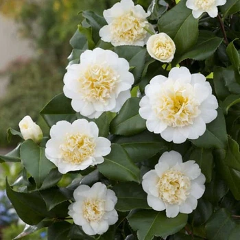 Камелія Brushfirld’s Yellow, горщик ⌀15