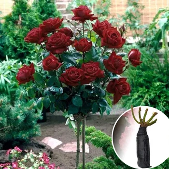 Троянда штамбова Black Baccara (Блек Баккара)