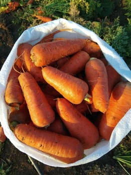 семена Морковь Харизма F1 1г Moravoseed