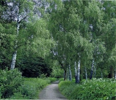 Фотошпалери Арт-Декор "Березова алея" 201х242см