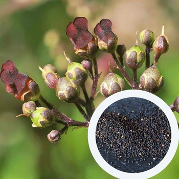 Норичник семена (0,1 г около 1000 шт) (Scrophularia nodosa)