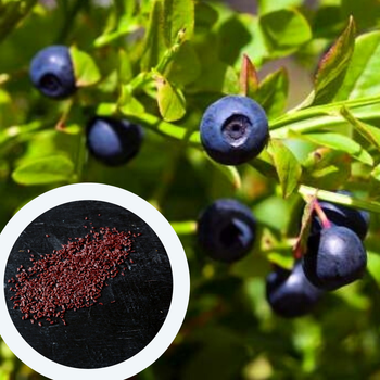 Чорниця насіння (0,1 г прибл 400 шт) (Vaccenium myrtillus) звичайна європейська лохина борівка чорничник