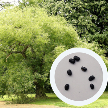 Софора японська насіння (20 шт) (Styphnolobium japonicum) стіфнолобій японська акація медонос