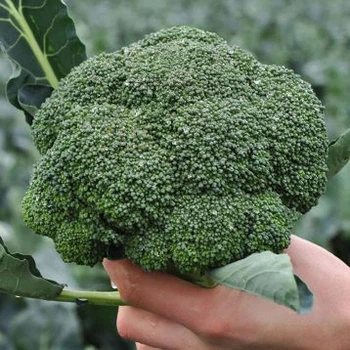 семена Капуста брокколи Кеззи F1 20сем Kitano Seeds