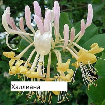 Жимолость Каприфоль С2л 2-х лет