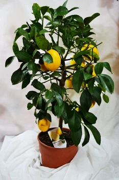 Цитрус Limone, горщик ⌀21, висота 70-80см