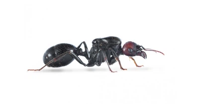 Красноголовые муравьи жнецы (Messor Barbarus) для муравьиной фермы