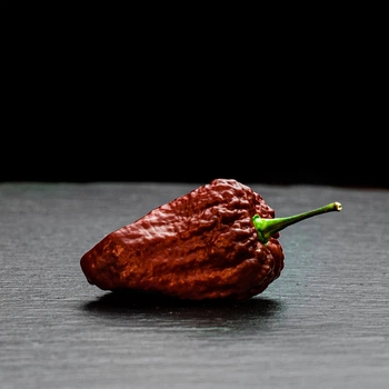 Насіння перцю 7 Пот Чагуанас (7 Pot Chaguanas) шоколадний (chocolate)