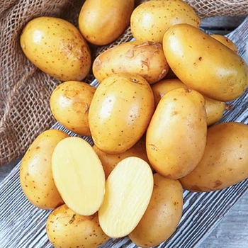 Картопля Королева Анна (друга репродукція) 1 кг