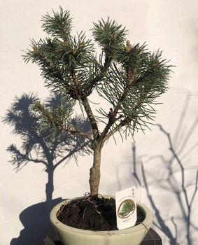 Бонсай Японська сосна Bonsai Pinus thunbergii, висота 25 - 35см, об`єм горщику 0,3 л