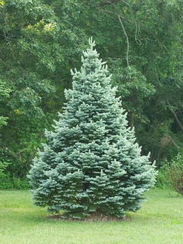 Пихта lasiocarpa Compacta С10