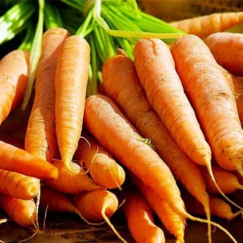 Насіння моркви Satimex Ланге Роте Штумпфе 10 г