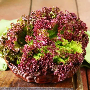 Насіння салату Satimex Амерікан Браун 5 г