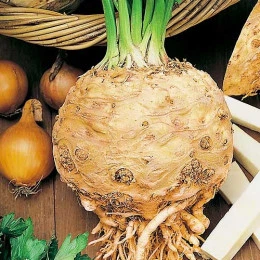 Насіння селери кореневої Bejo Діамант 0,03 г