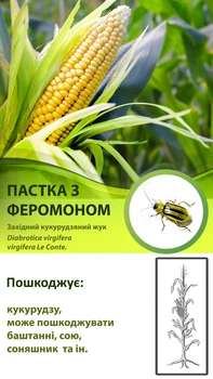 Феромонна пастка Пелюстка на Західний кукурудзяний жук (Diabrotica virgifera virgifera)