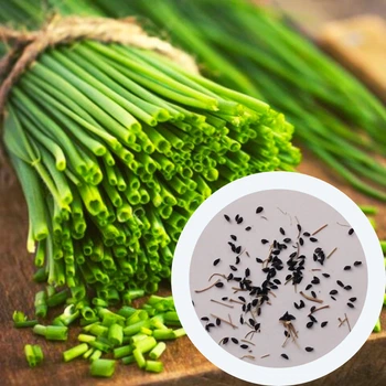 Цибуля Шнітт насіння 1 грам (прибл. 800 шт) (Allium schoenoprasum) багаторічна на зелень перо лук скорода