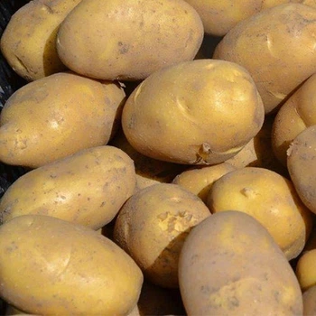 Семенной среднеранний картофель "Карелія" (1 репродукция,столового призначення) 1кг LeGarden