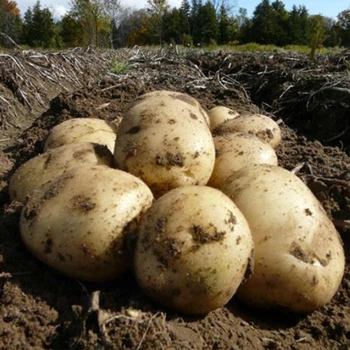 Насіннєва середньопізня картопля "Сіфра" (1 репродукція, столового призначення) 1кг LeGarden