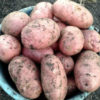 Семенной среднепоздний картофель "Рудольф" (1 репродукция, столового назначение) 1кг LeGarden
